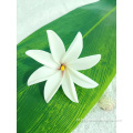 Plumeria artificial feita artificial